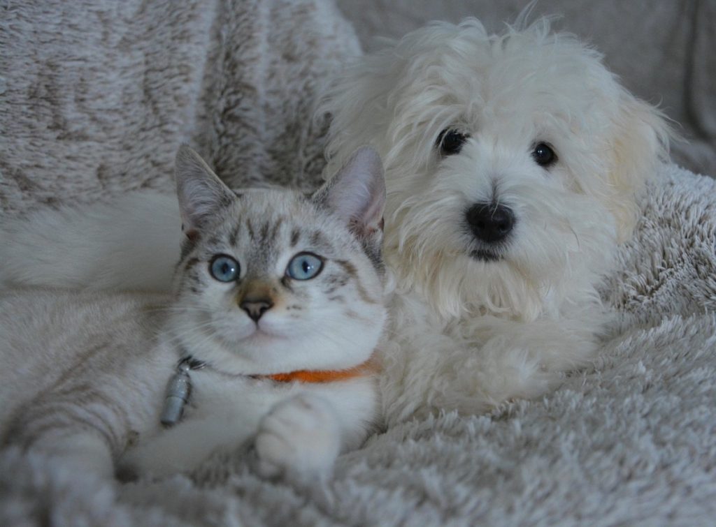 dog, cat, animals, dog cat, domestic animal, pets, animal, white fur, cute, pet, complicity, nature, little dog, doggie, female